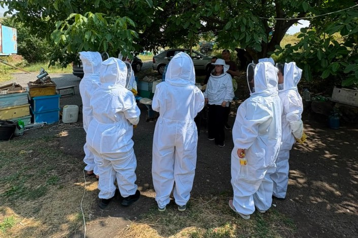 Bees