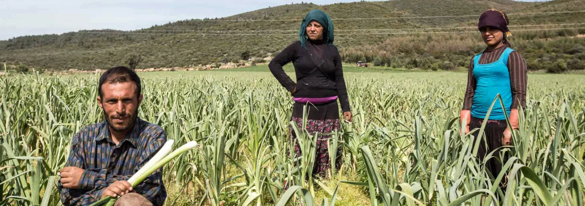 Syrians working in the cropland