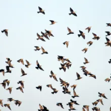 Skills and migration