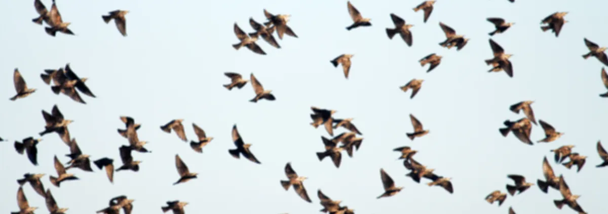 Skills and migration