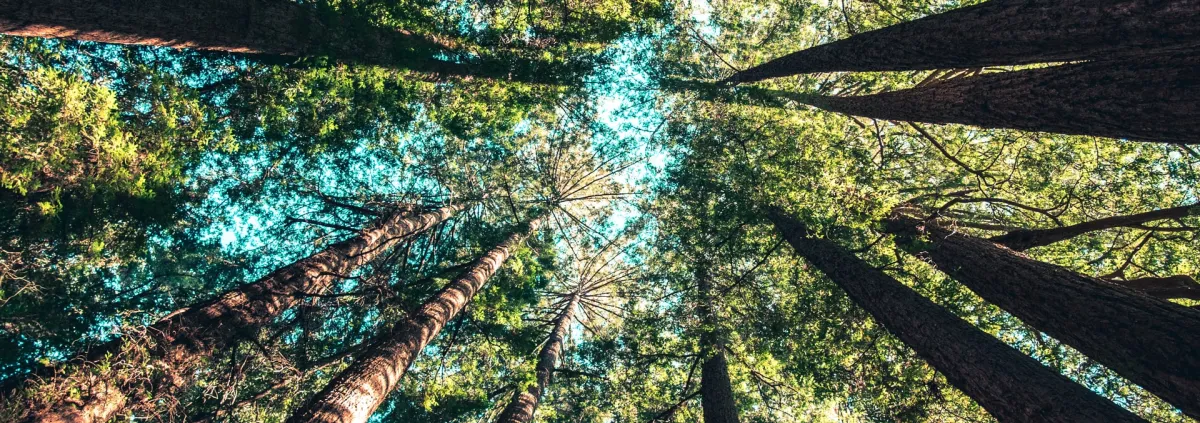 photo with high trees